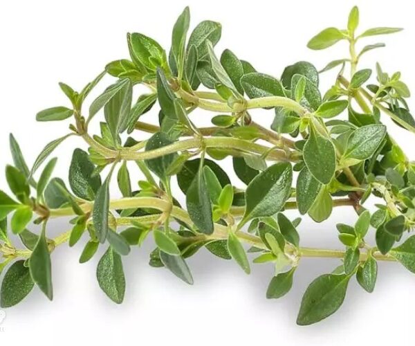 خواص آویشن برای سرماخوردگی